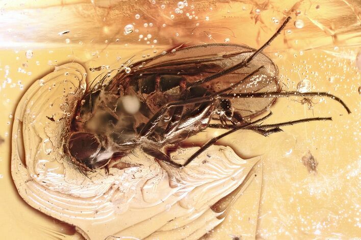 Detailed Fossil Long-Legged Fly (Dolichopodidae) in Baltic Amber #367539